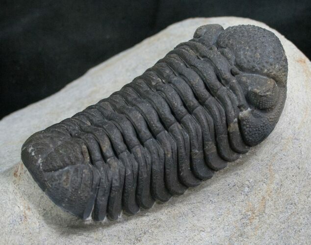 Phacops Speculator Trilobite - Very Detailed #7982